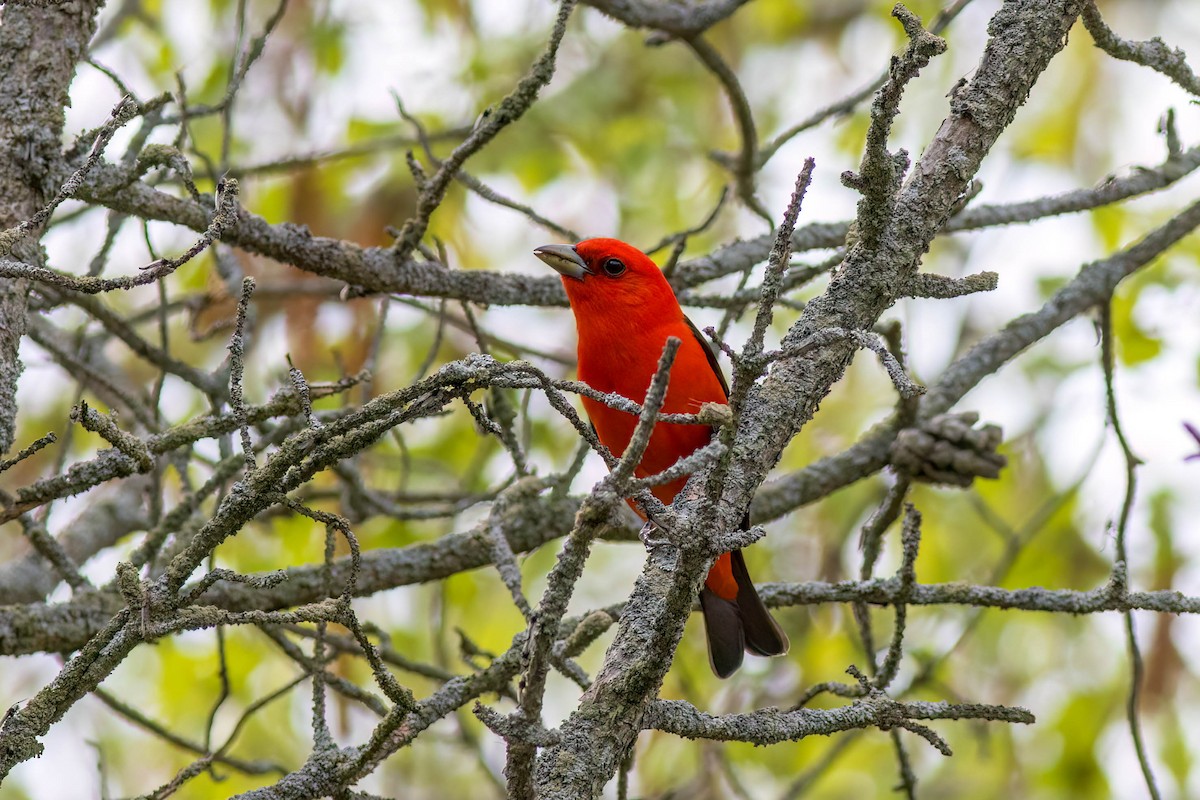 Scarlet Tanager - Kelly Shattler Foster