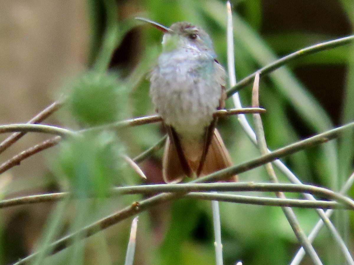 kolibřík bělobřichý - ML619111644