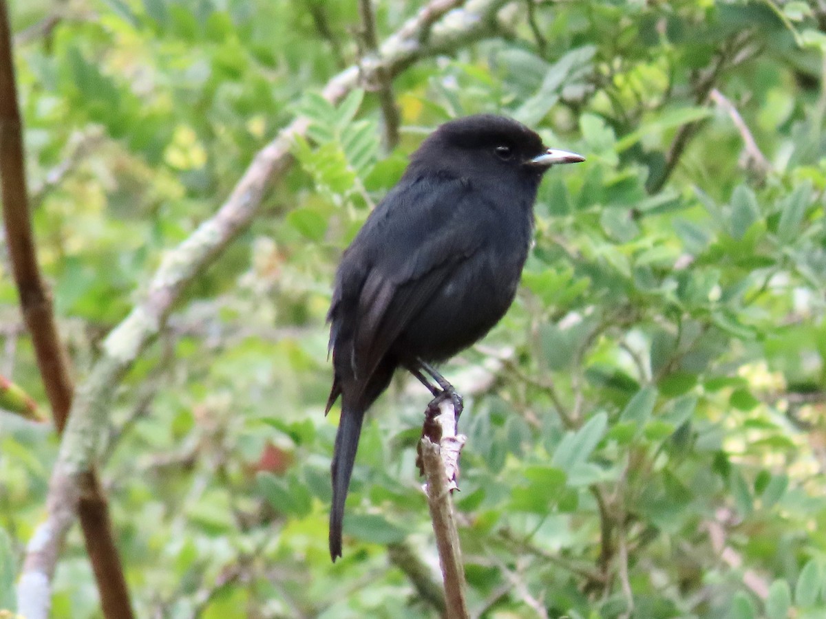 White-winged Black-Tyrant - Greg Vassilopoulos