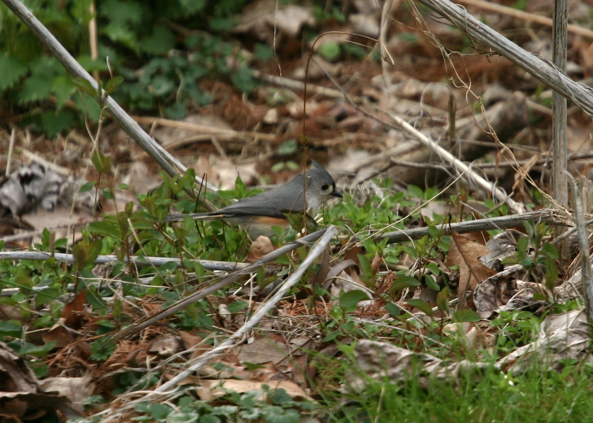 Tufted Titmouse - ML619111662