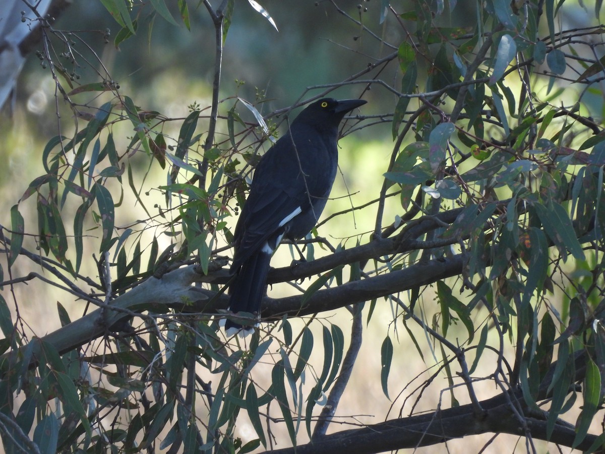 Pied Currawong - Chanith Wijeratne