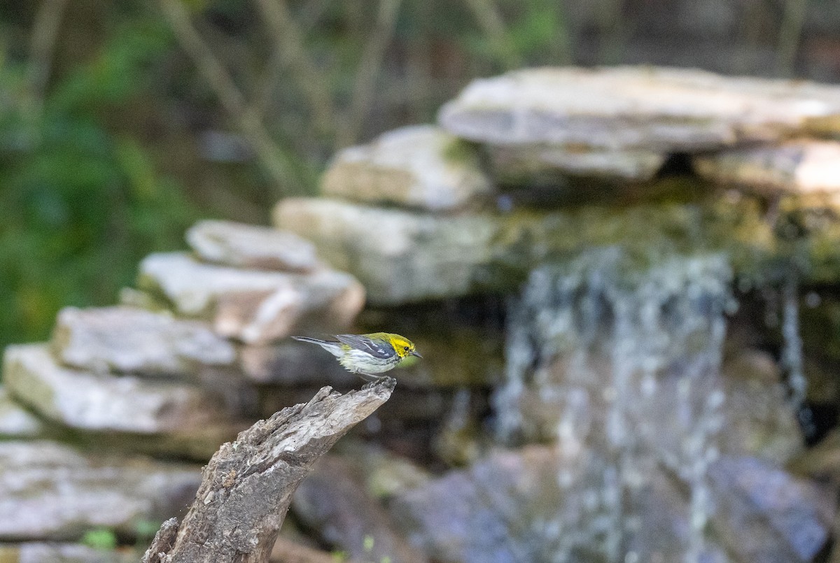 Black-throated Green Warbler - Daniel Griffith