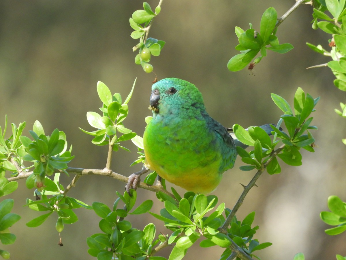 Red-rumped Parrot - Chanith Wijeratne