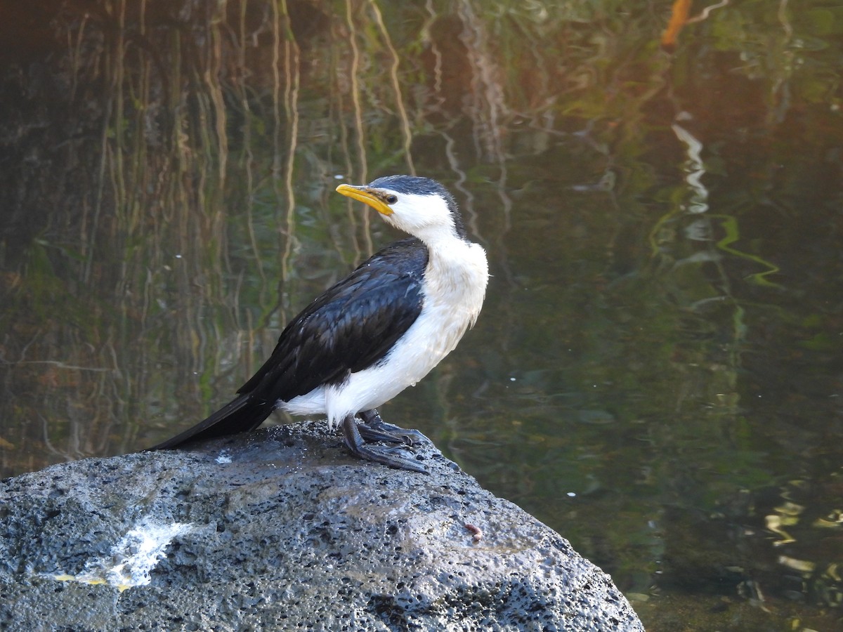 Little Pied Cormorant - ML619111686