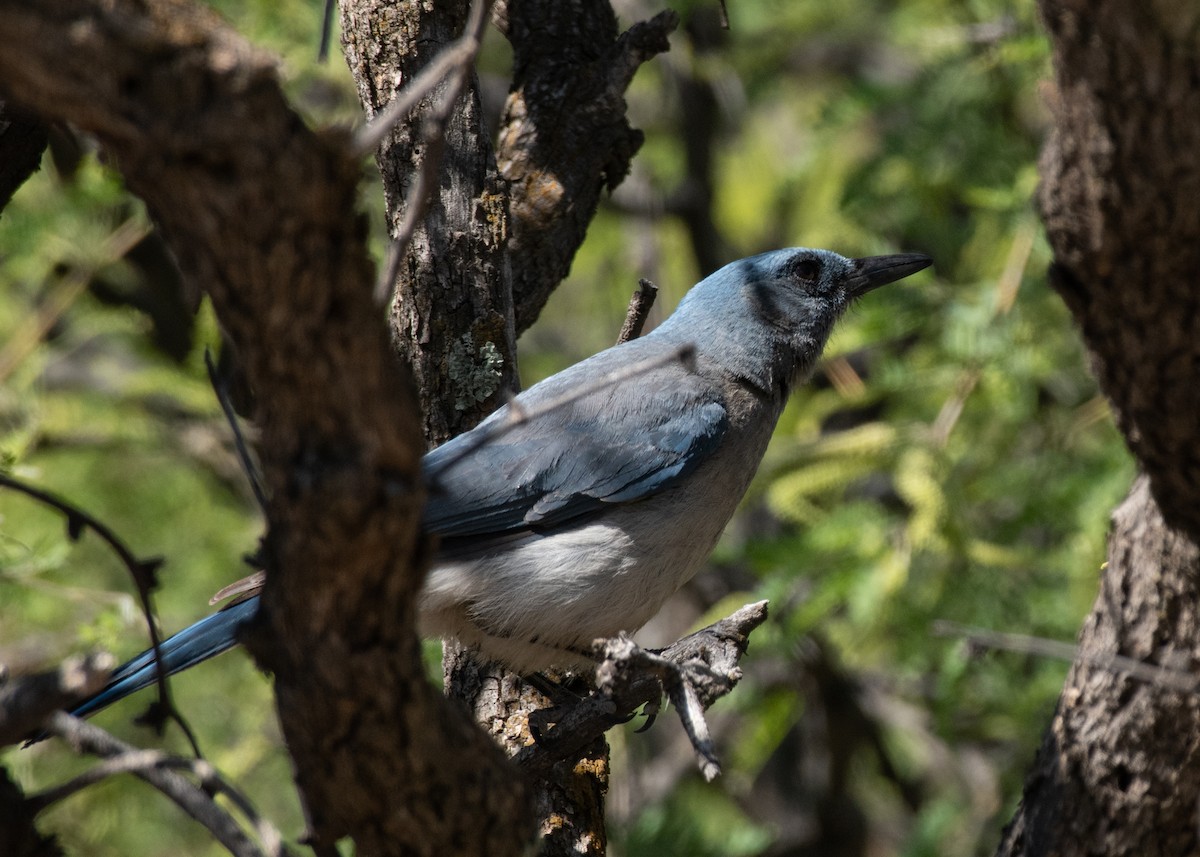 Mexican Jay - Bente Torvund