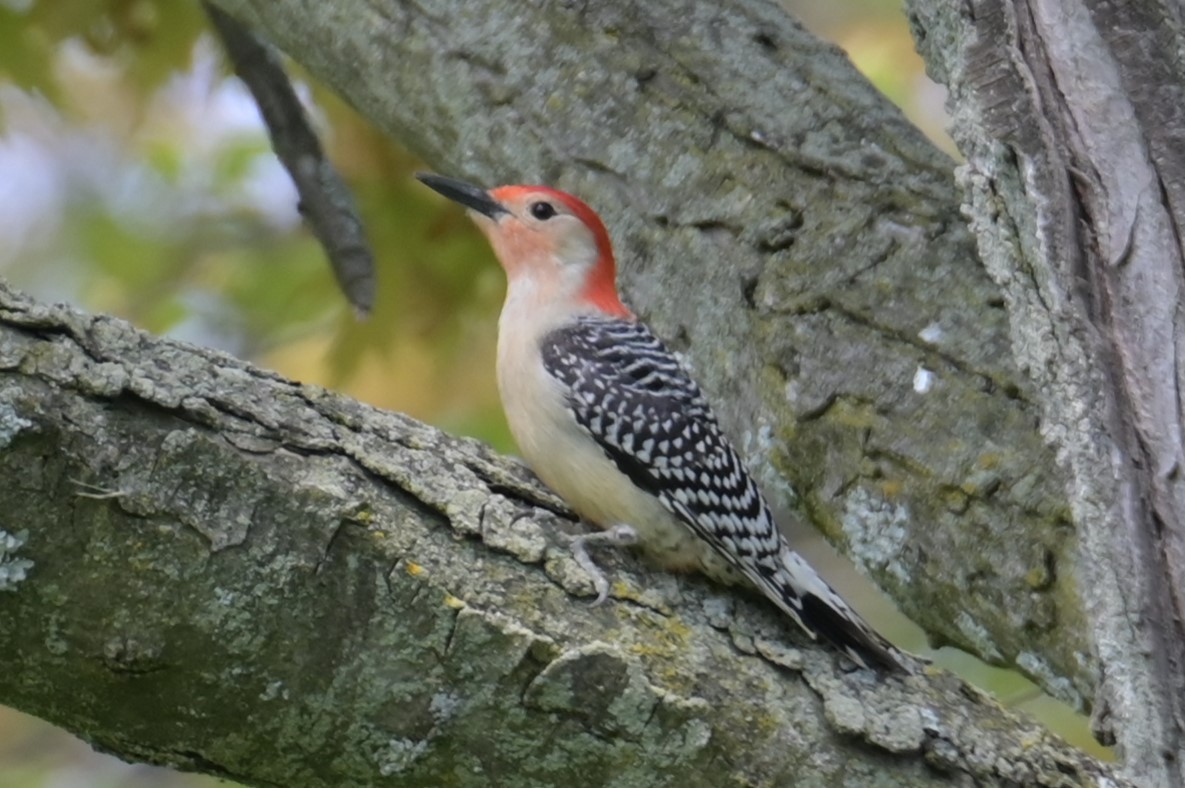 Red-bellied Woodpecker - Nicolle and H-Boon Lee