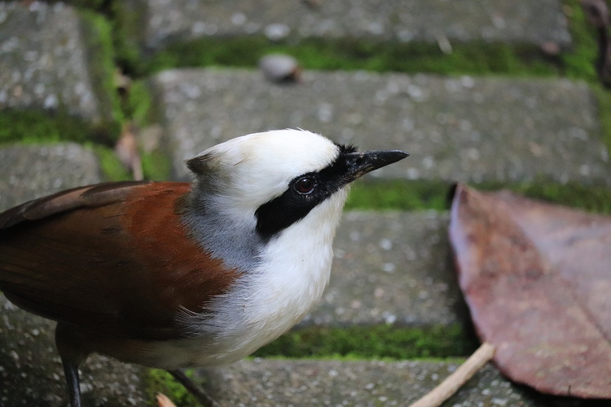 White-crested Laughingthrush - Anonymous
