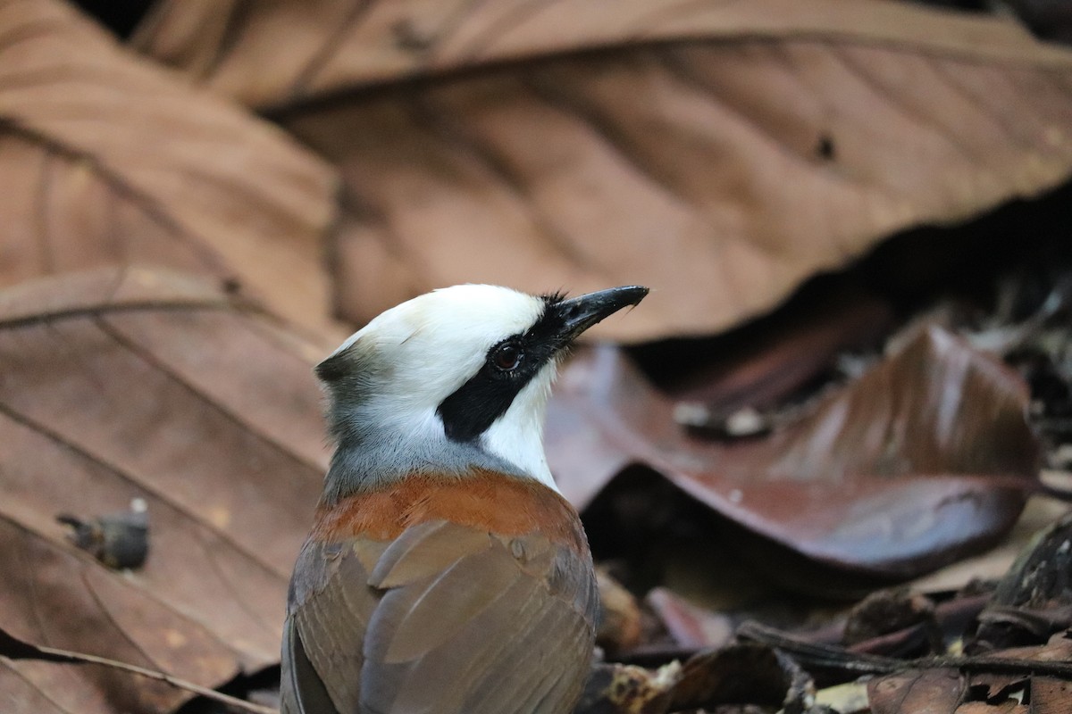 White-crested Laughingthrush - Anonymous