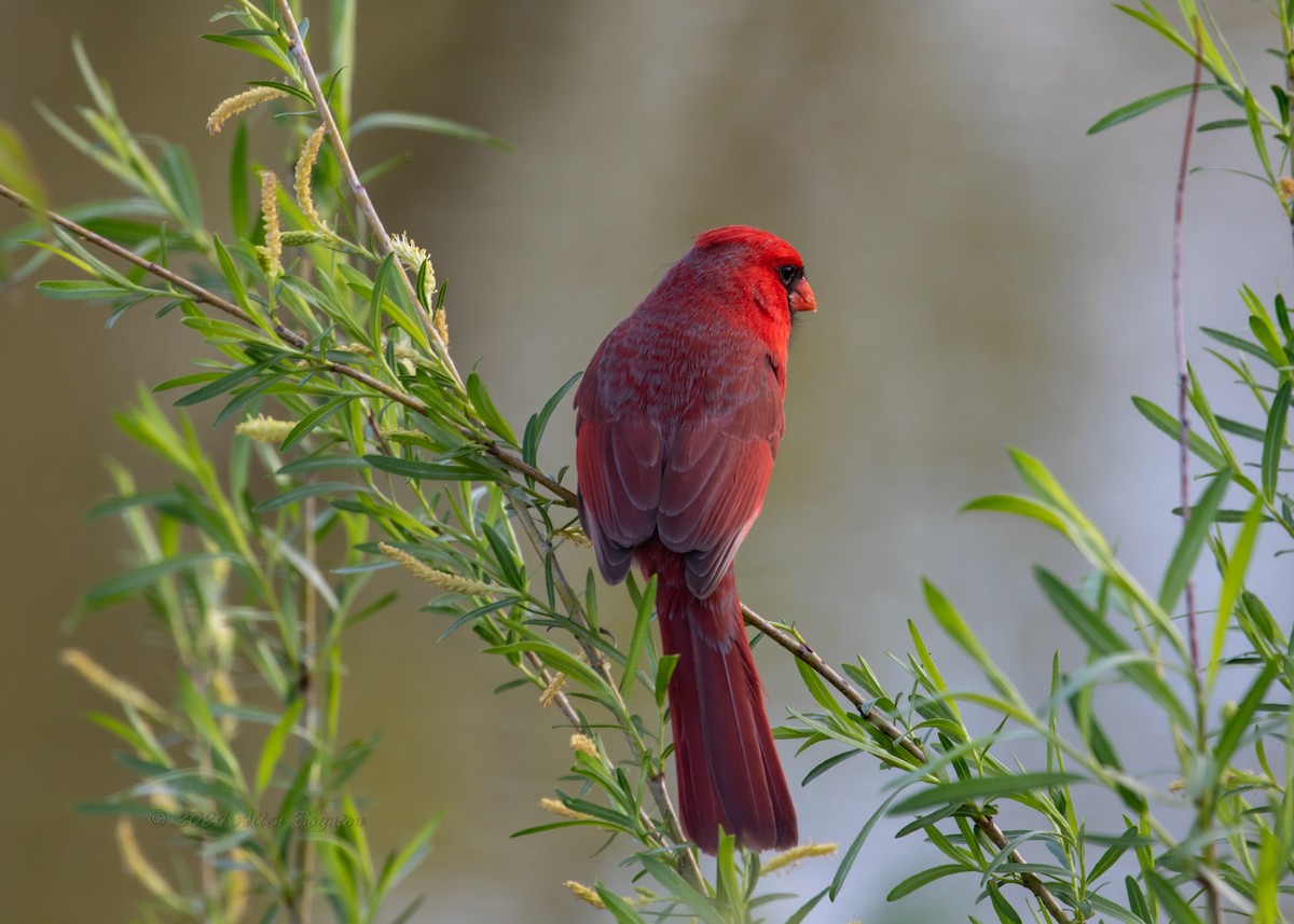 Northern Cardinal - Allen Boynton