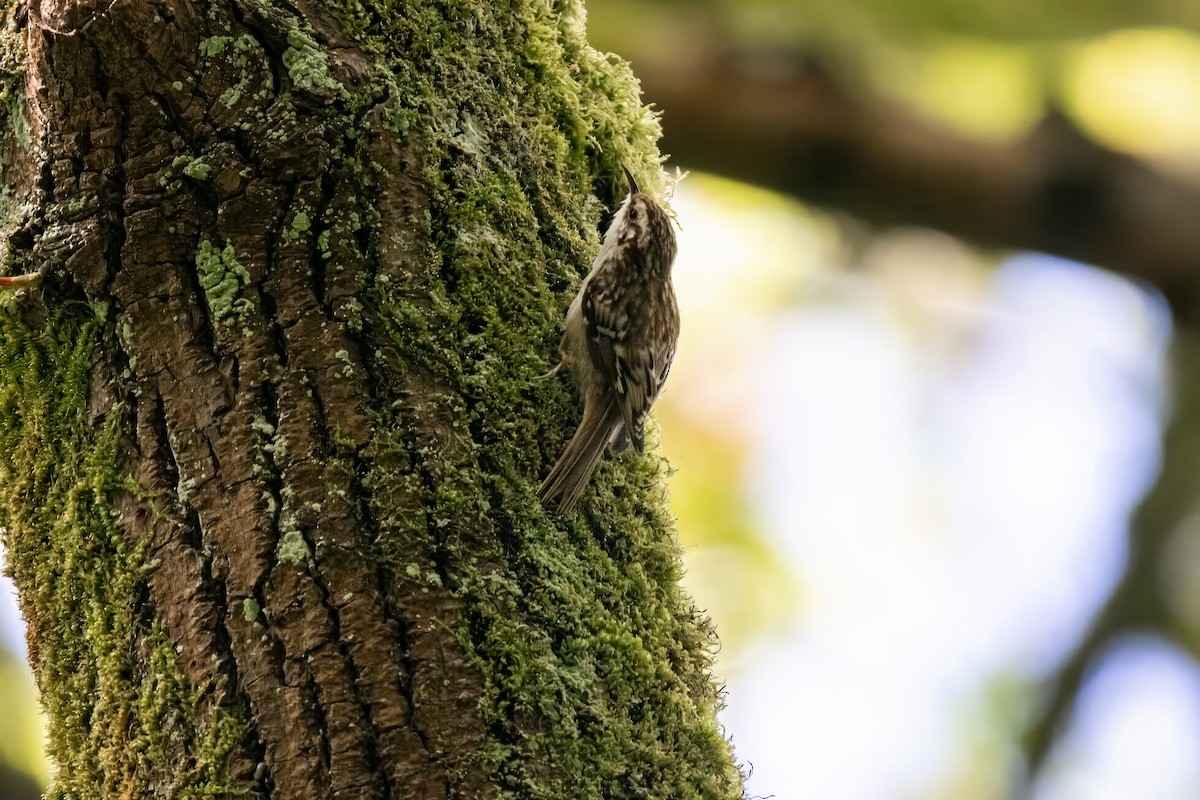 Brown Creeper - Dominic More O’Ferrall