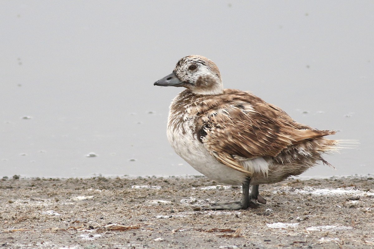 Long-tailed Duck - Matt Sadowski