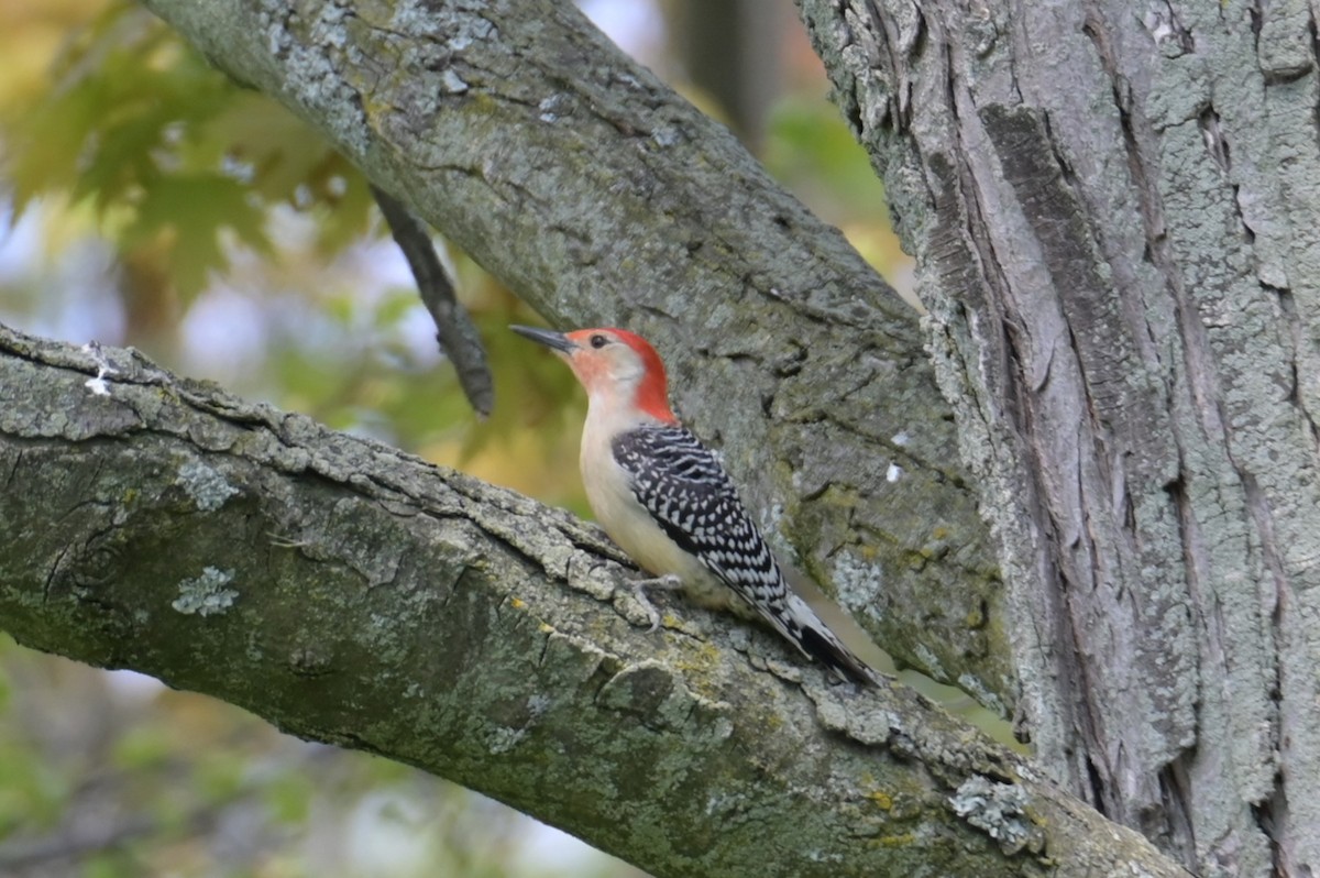 Red-bellied Woodpecker - Nicolle and H-Boon Lee
