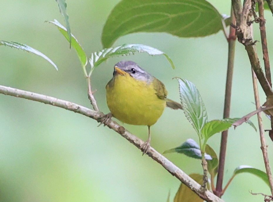 Gray-hooded Warbler - Vijaya Lakshmi