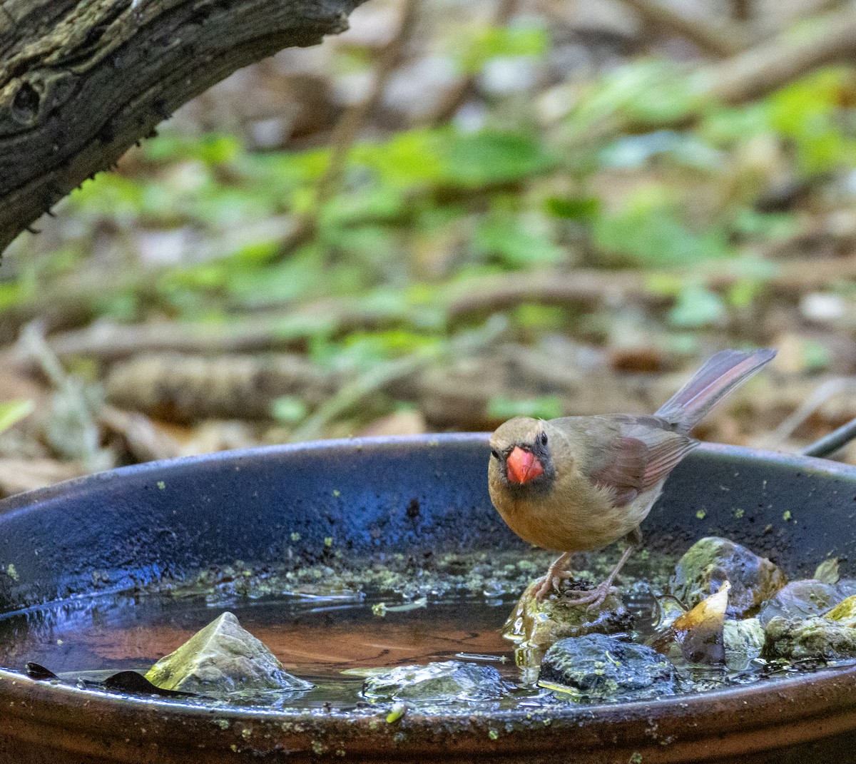 Northern Cardinal - Daniel Griffith