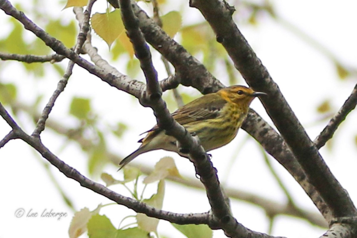 Cape May Warbler - Luc Laberge