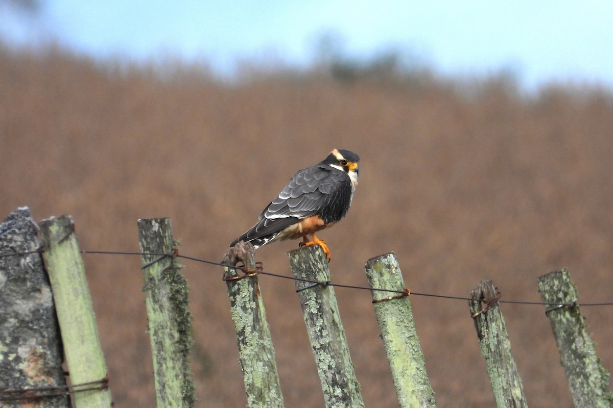 Aplomado Falcon - Maria Rosa Hernandez  Lopez