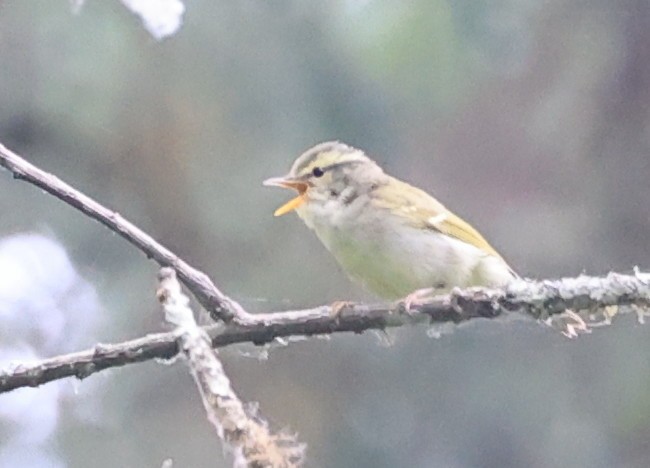 Blyth's Leaf Warbler - Vijaya Lakshmi