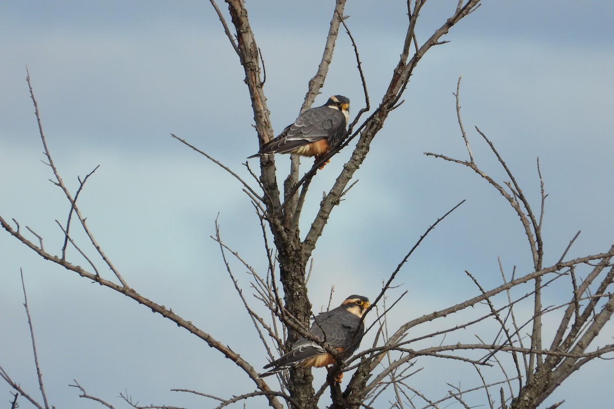 Aplomado Falcon - Maria Rosa Hernandez  Lopez