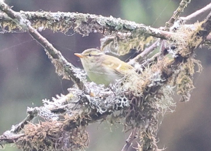 Blyth's Leaf Warbler - Vijaya Lakshmi