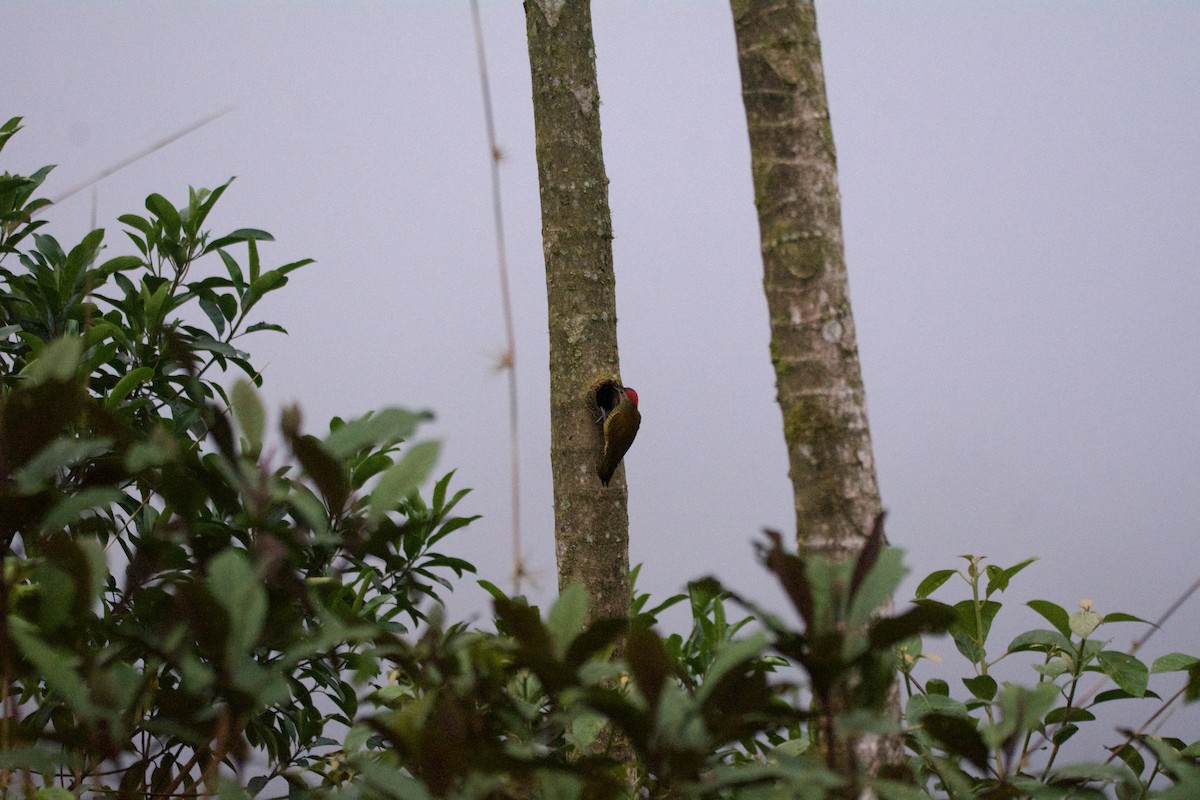 Golden-olive Woodpecker - FREDY HERNAN VALERO