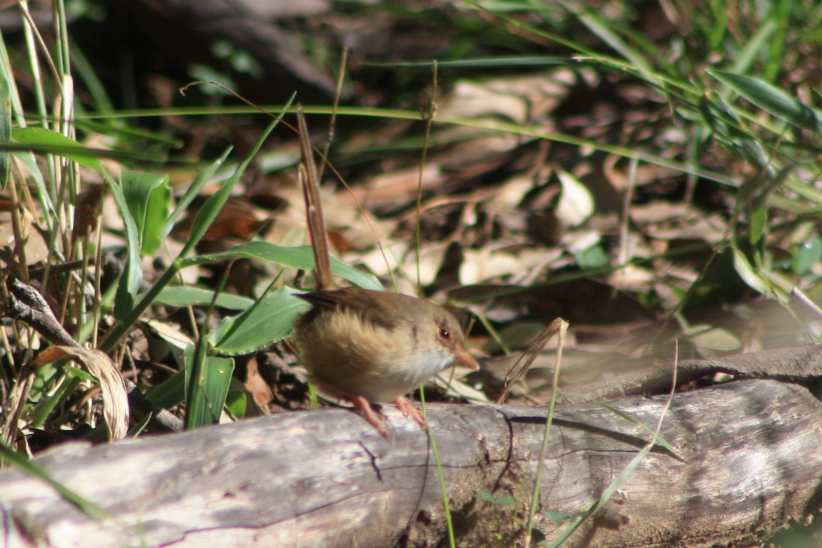 Red-backed Fairywren - Michael  Willis