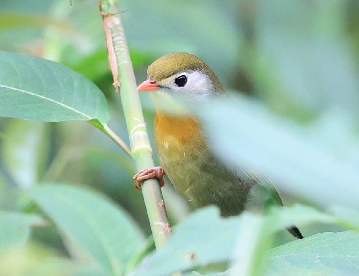 Red-billed Leiothrix - Vijaya Lakshmi