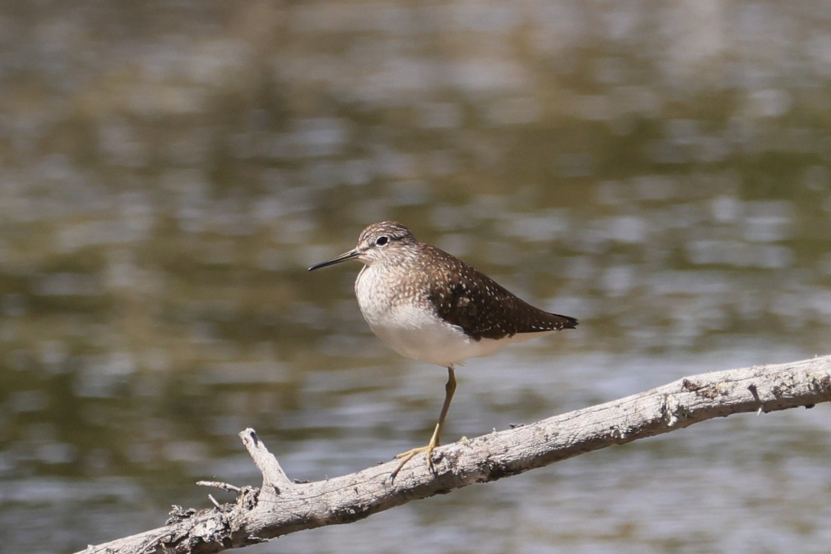 Solitary Sandpiper - Allan Williams