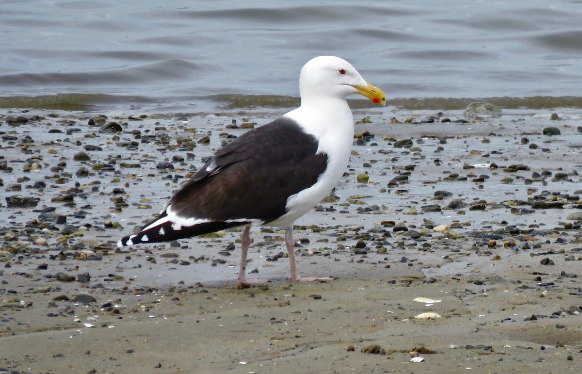 Great Black-backed Gull - ML619111820