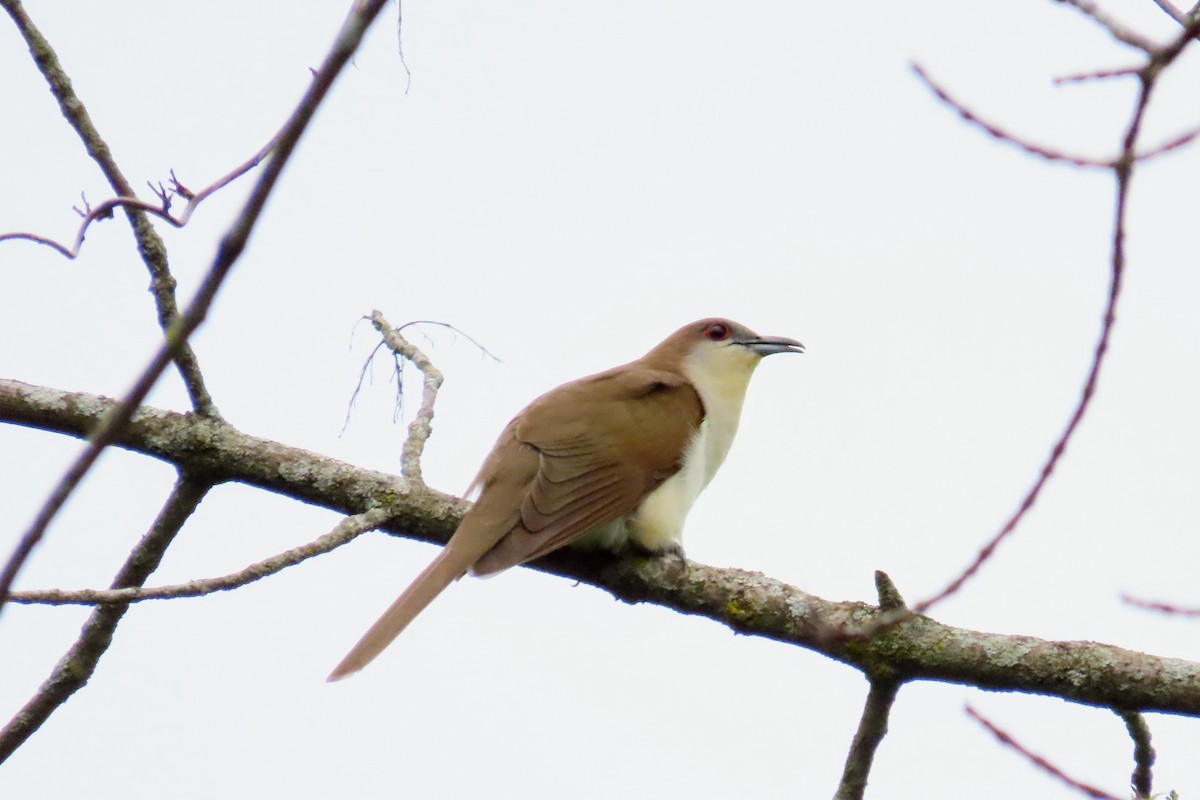 Black-billed Cuckoo - ML619111822