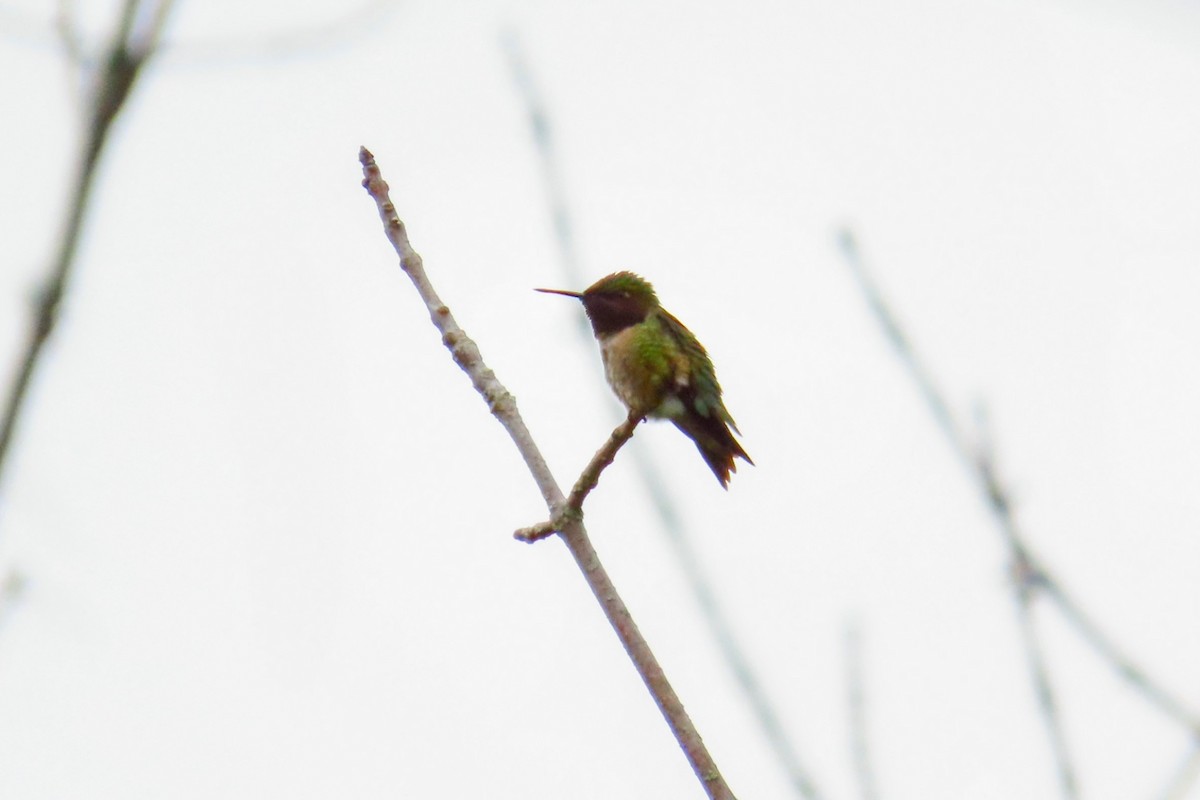 Ruby-throated Hummingbird - Johanne Simard