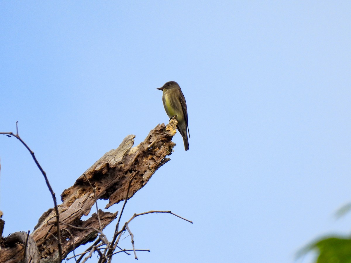 Olive-sided Flycatcher - Sophie Dismukes