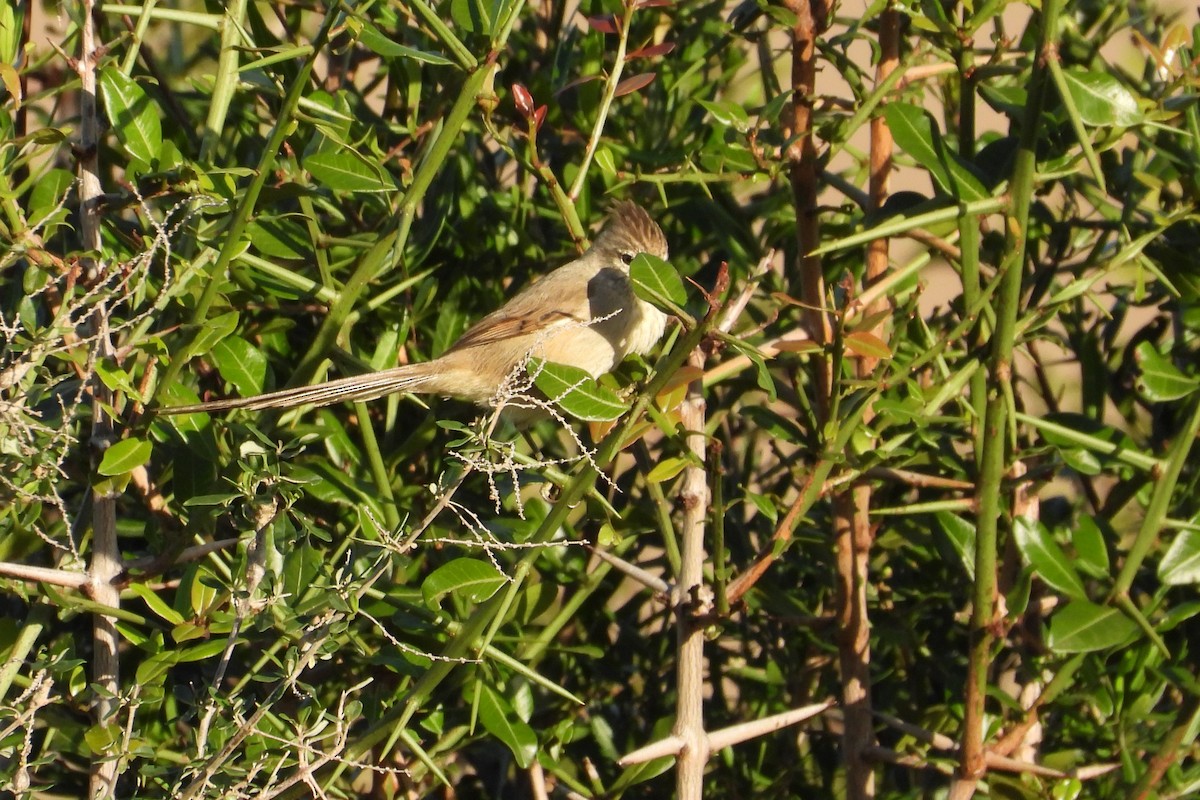 Tufted Tit-Spinetail - Maria Rosa Hernandez  Lopez