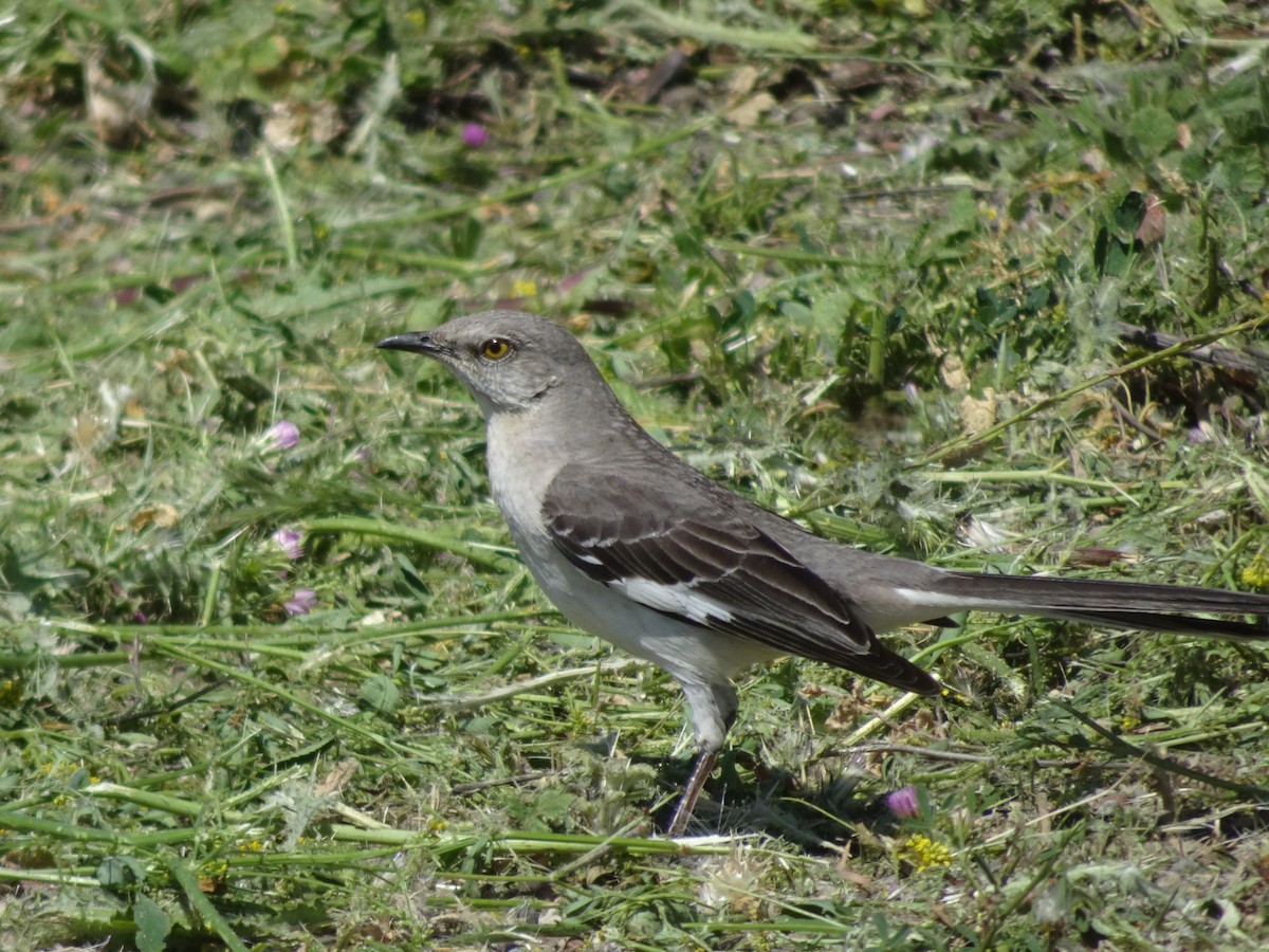 Northern Mockingbird - Anonymous