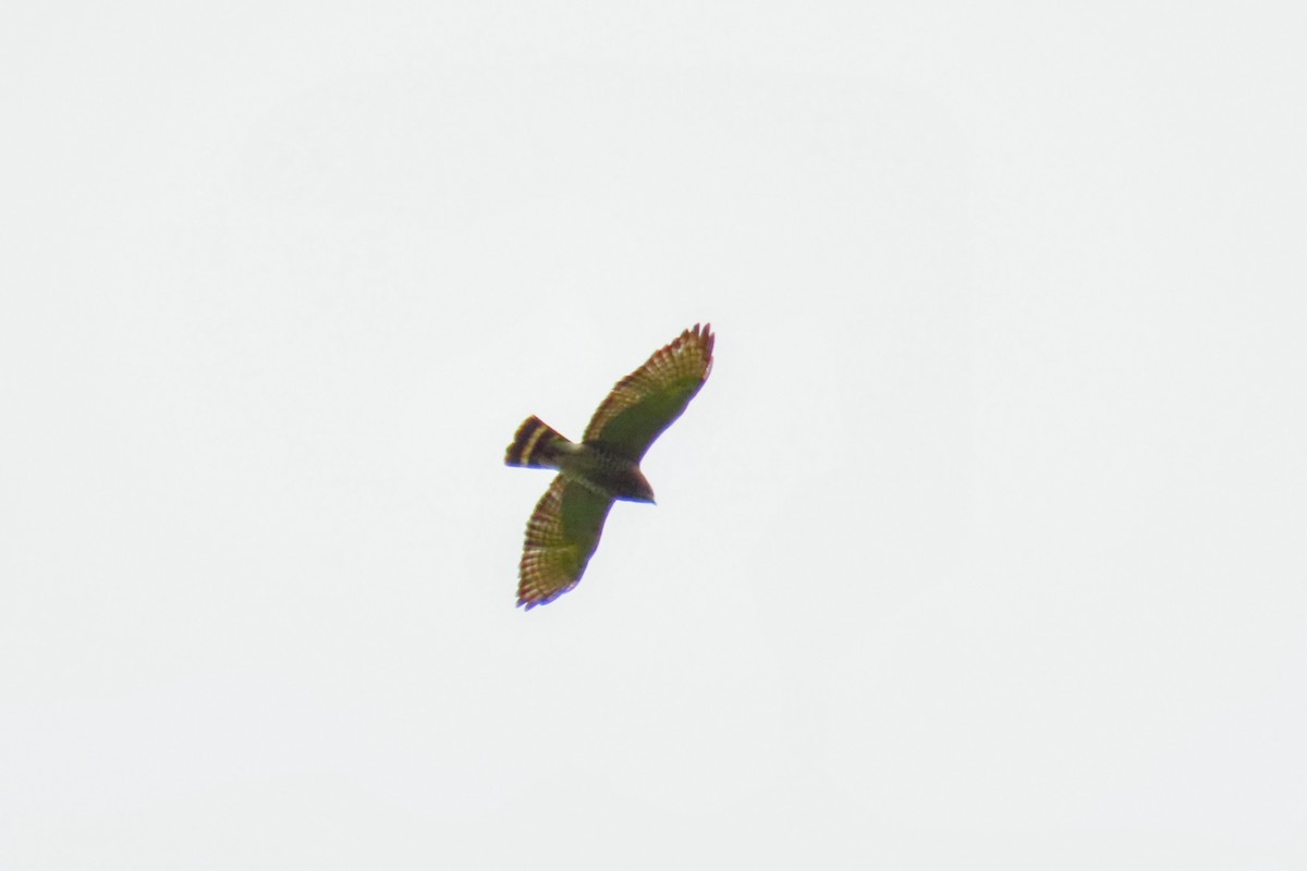 Broad-winged Hawk - Johanne Simard