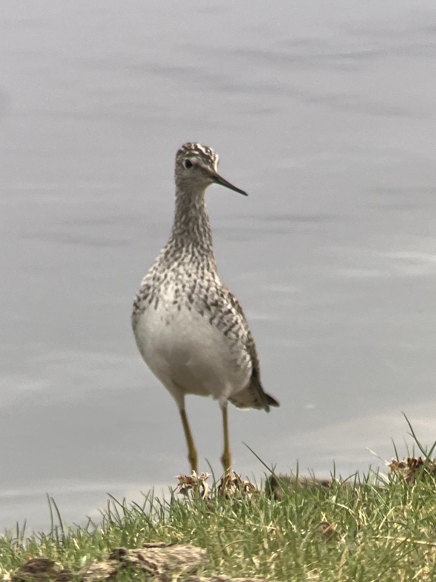 Greater Yellowlegs - al mottishaw