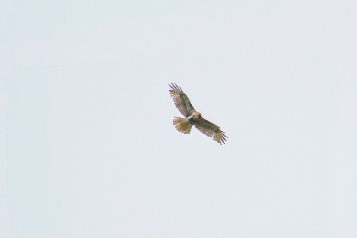 Red-tailed Hawk - Johanne Simard