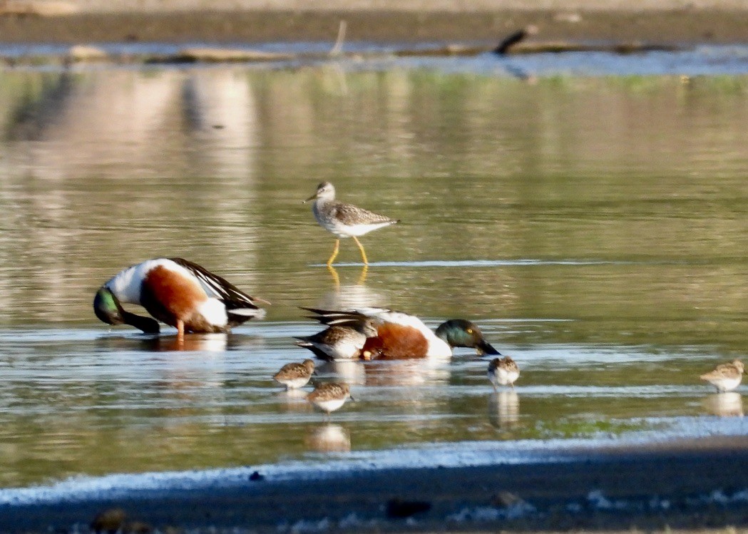 Northern Shoveler - Monica Rose