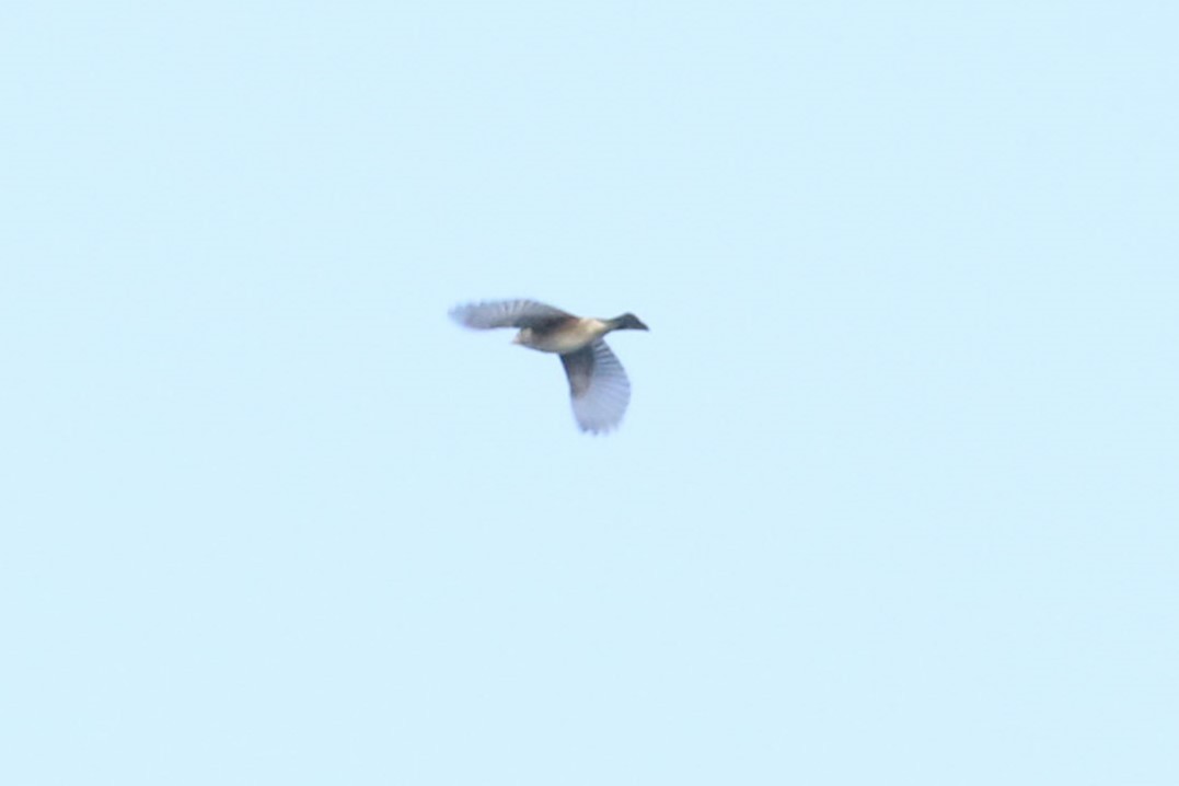 Dickcissel d'Amérique - ML619111874