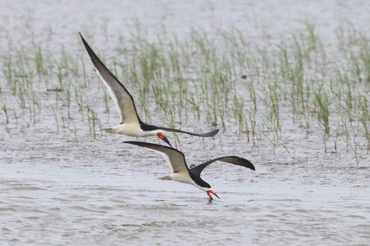 Black Skimmer - John Drummond