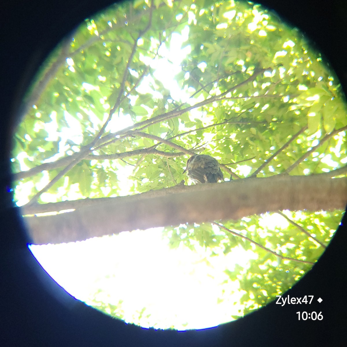 Brown-eared Bulbul - Dusky Thrush