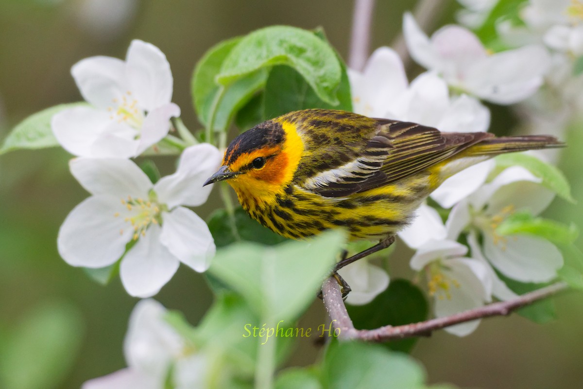 Cape May Warbler - Stéphane Ho