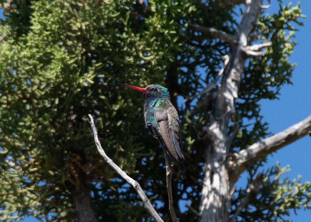 Broad-billed Hummingbird - Bente Torvund