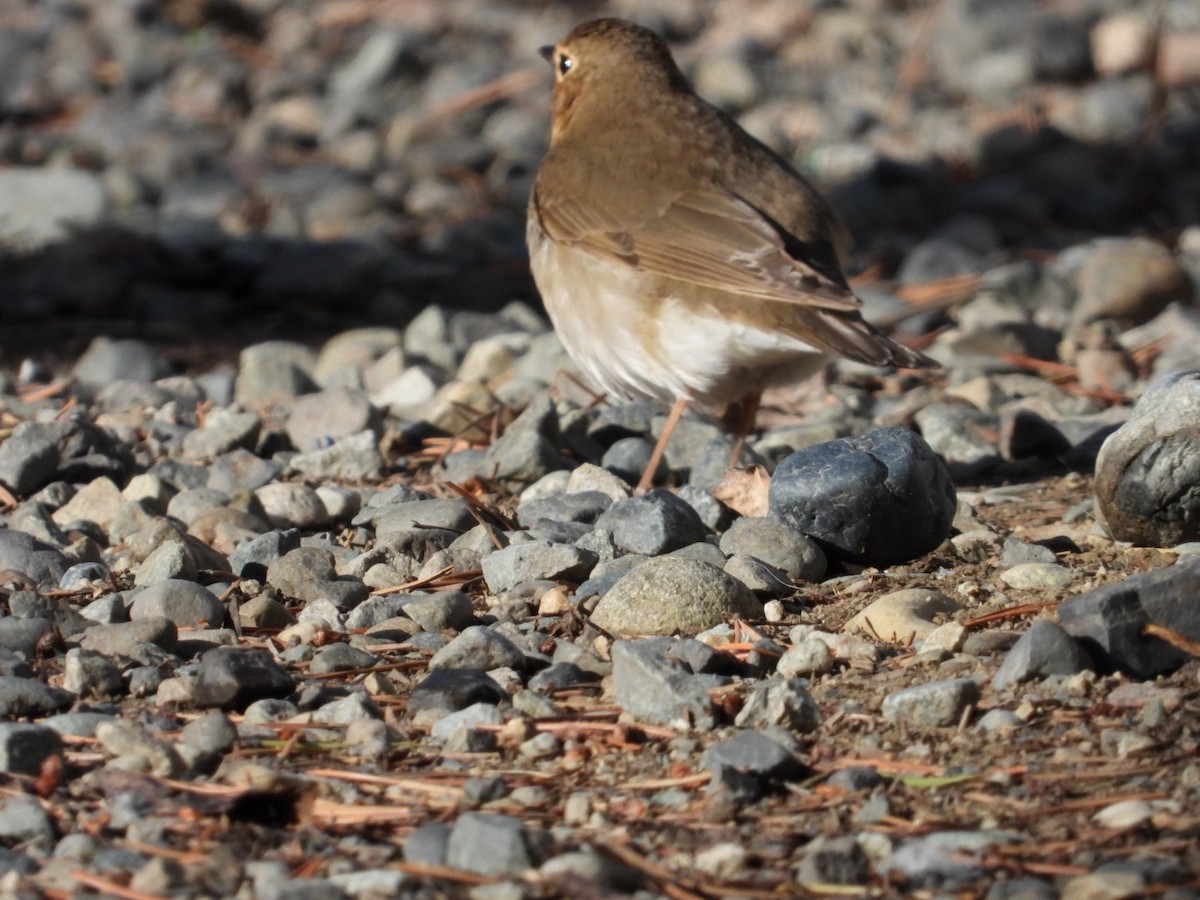 Hermit Thrush - ML619111916