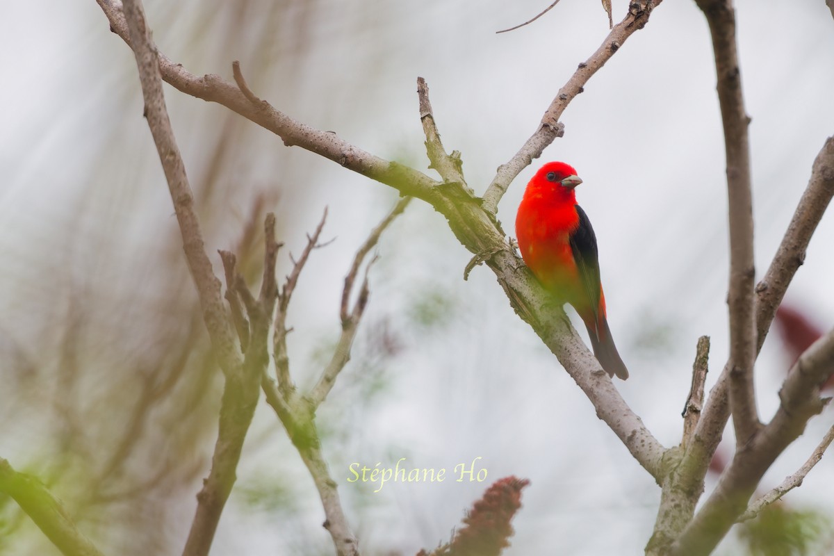 Scarlet Tanager - Stéphane Ho