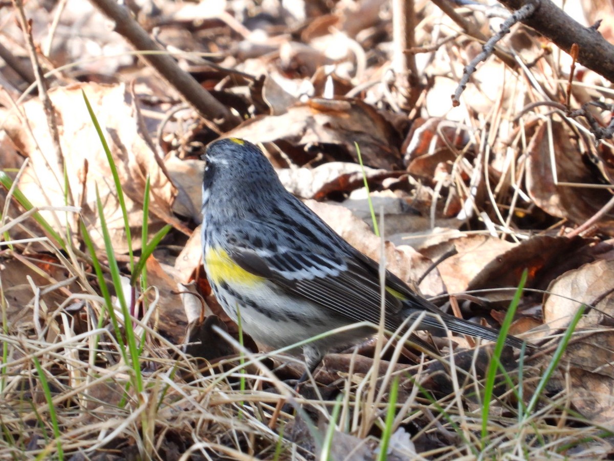 Yellow-rumped Warbler (Myrtle) - Edward Jordan