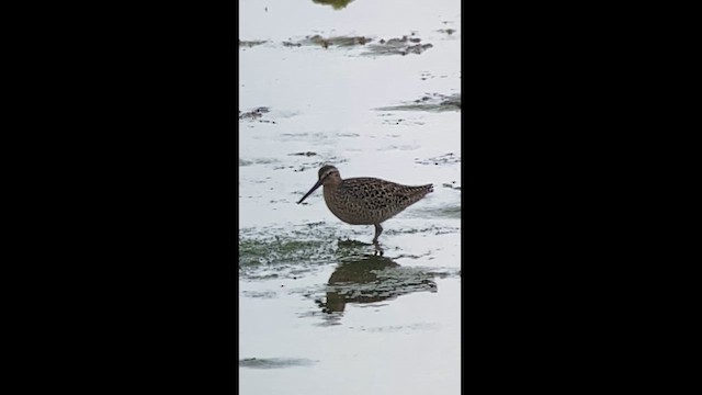 Short-billed Dowitcher - ML619111924