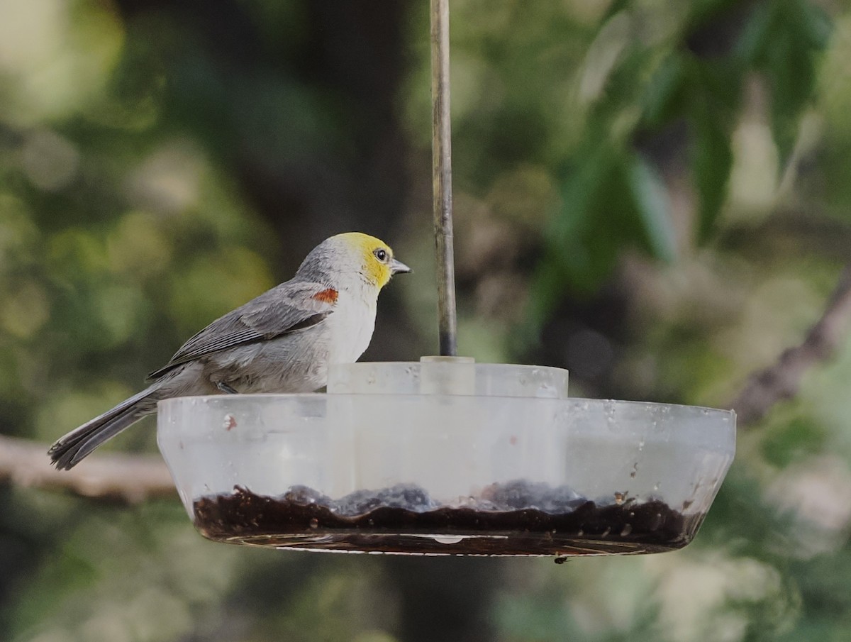 Verdin - Jeffery Sole