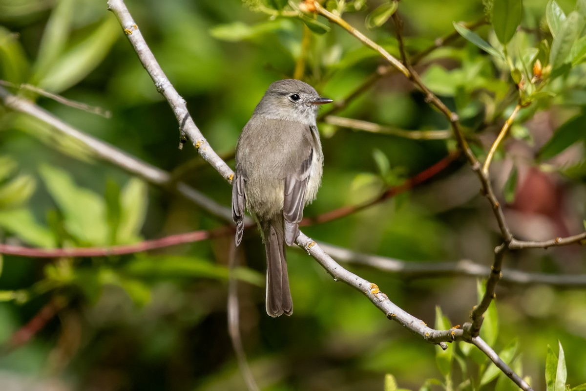 Dusky Flycatcher - Dominic More O’Ferrall