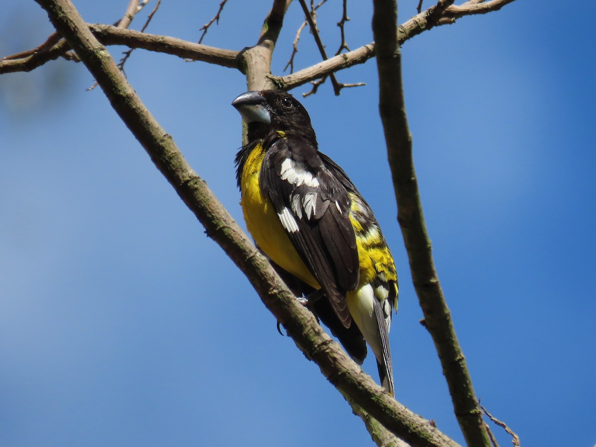 Black-backed Grosbeak - Greg Vassilopoulos