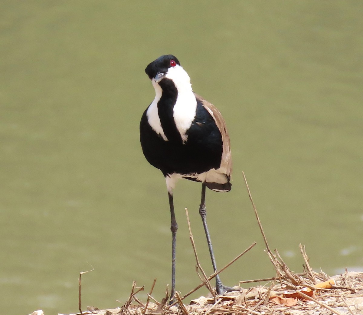 Spur-winged Lapwing - Jeffrey Bailey